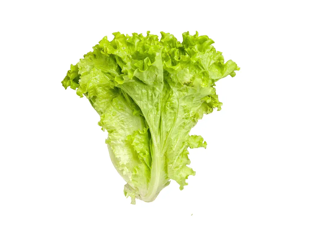 Ice Berg Lettuce 玻璃生菜