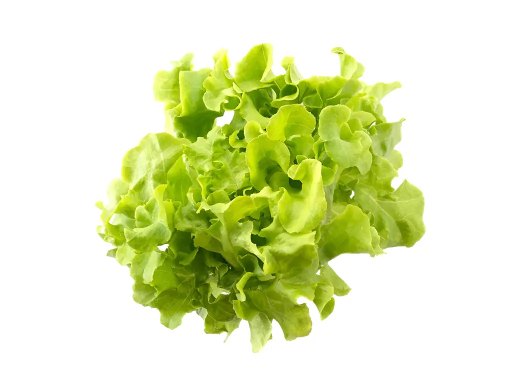 Long Lettuce Loose 大白菜散